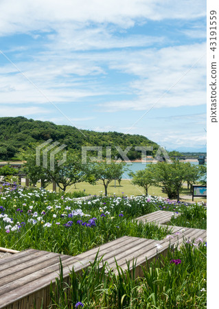 [愛知縣]最初的池塘公園虹膜繡球花 43191559