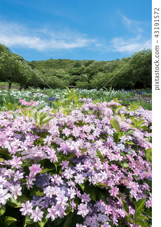 [Aichi Prefecture] Initial pond park iris Hydrangea 43191572