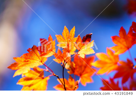 在Satoyama的紅色葉子的風景故事秋天 43191849
