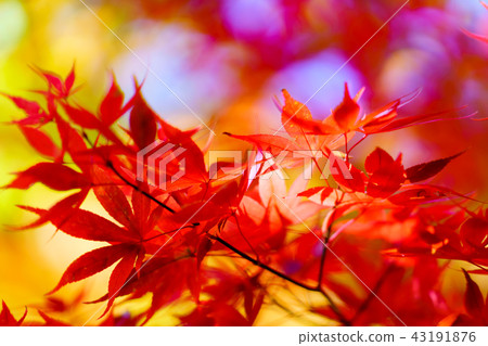在Satoyama的紅色葉子的風景故事秋天 43191876