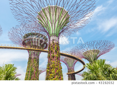 Futuristic super trees in the center of Singapore Futuristic super trees in the center of Singapore 43192032
