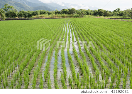 green paddy farm 43192081