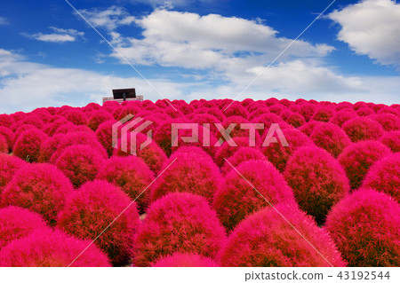 Beautiful kochias at Hitachi seaside park, Japan. Beautiful kochias at Hitachi seaside park, Japan. 43192544