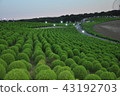 Kokkia Bookigi 43192703