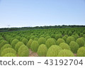 Kokkia Bookigi 43192704