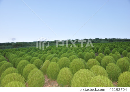 Kokkia Bookigi Kokkia Bookigi 43192704