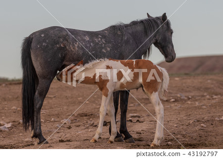 Wild Horse Mare and Foal 43192797