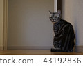 Returned beauty 43192836