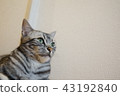 Sharp eyes 43192840