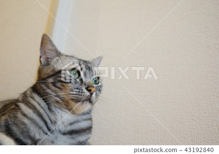 Sharp eyes Sharp eyes 43192840