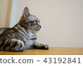 Thinking Cat 43192841