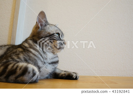 Thinking Cat Thinking Cat 43192841
