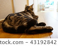 The tail is free 43192842