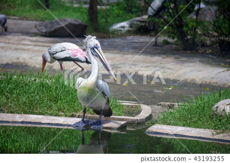 Spotted-billed Pelecan Bird on pond Spotted-billed Pelecan Bird on pond 43193255