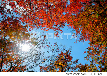Autumn leaves of Oita autumn work park (Yujakokoen) 43193260