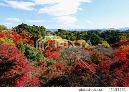 Oita Prefecture Fall Autumn leaves Park's work park (Yu-jakokoen) Landscape from the parking lot 43193261