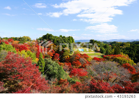 Oita Prefecture Fall Autumn leaves Park's work park (Yu-jakokoen) Landscape from the parking lot 43193263