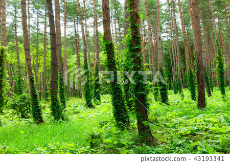 Hachimantai松林和綠化在岩手山腳下的縣立森林 43193341