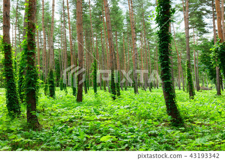 Hachimantai松林和綠化在岩手山腳下的縣立森林 43193342