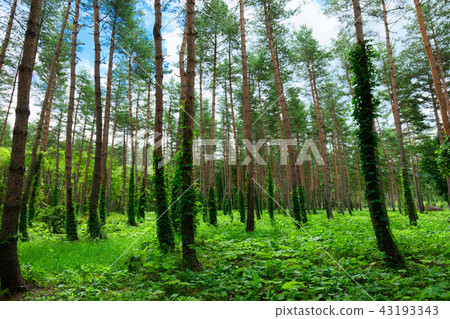 Hachimantai Pine forest and greenery in the prefectural forest at the foot of Iwate 43193343