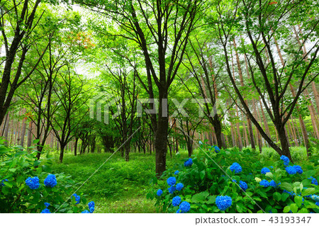 八幡平岩手山梨縣立森林和森林和繡球花 43193347