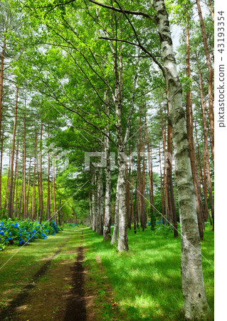 八幡平岩手山梨縣立森林和森林和繡球花 43193354