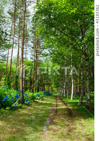 八幡平岩手山梨縣立森林和森林和繡球花 43193362