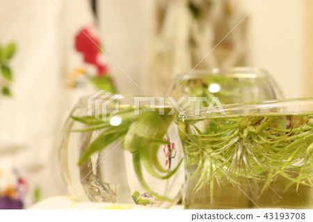 Air plants 43193708