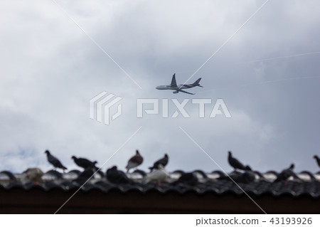 Airbus A330-300 of Thai Airway  Airline 43193926