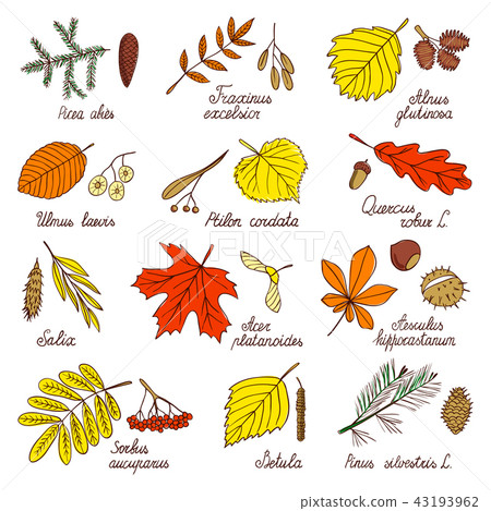 Autumn leaves and tree seeds 43193962