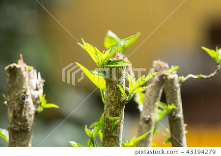 Leaf of Red Chinese hibiscus flower Leaf of Red Chinese hibiscus flower 43194279