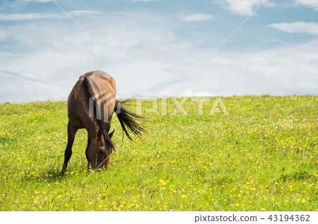 A horse on a green pasture with yellow flowers against a blue sky with clouds. Brown horse 43194362