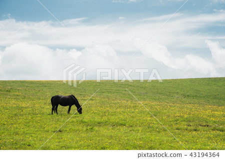 A horse on a green pasture with yellow flowers against a blue sky with clouds. Black horse 43194364