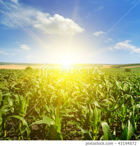 Green corn field and bright sun rise  43194872