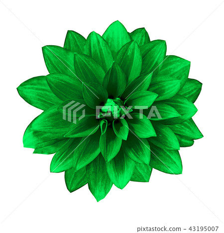 flower green dahlia isolated on white background flower green dahlia isolated on white background 43195007