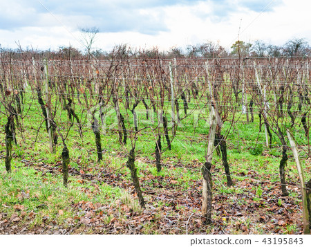 view of bare vineyard in Alsace in winter evening view of bare vineyard in Alsace in winter evening 43195843