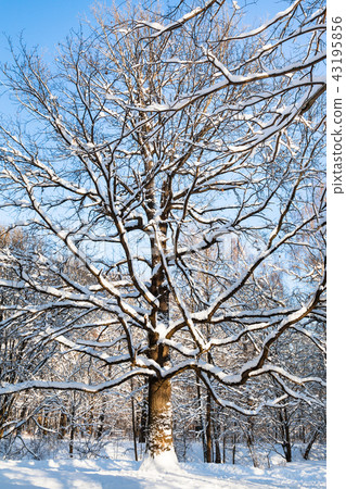 snow-covered oak tree in urban park in sunny day snow-covered oak tree in urban park in sunny day 43195856