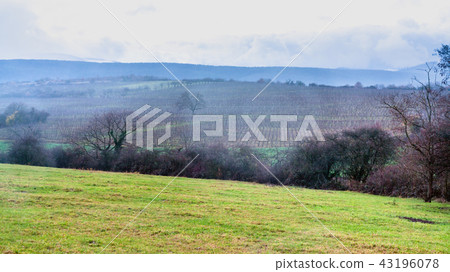 rain over vineyards in Alsace in winter evening rain over vineyards in Alsace in winter evening 43196078