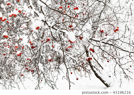 frozen hawthorn tree in urban park in winter 43196216