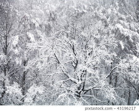 aerial view of snow-covered oak tree in snowfall aerial view of snow-covered oak tree in snowfall 43196217