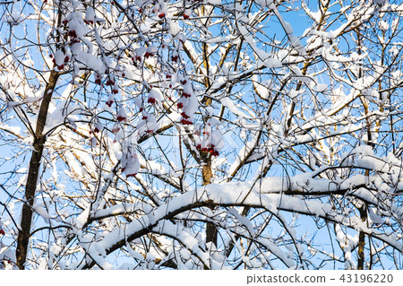 snow-covered hawtorn tree in sunny winter day snow-covered hawtorn tree in sunny winter day 43196220