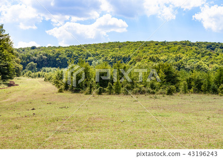 Daisy Meadow in Shapsugskaya zone Daisy Meadow in Shapsugskaya zone 43196243