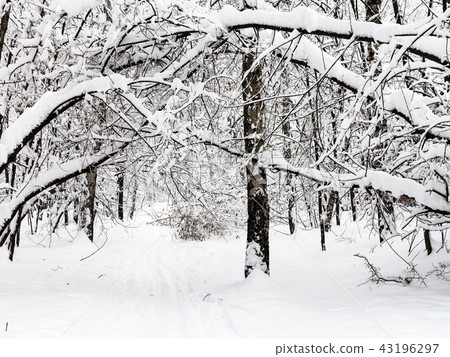 path in snowy forest in overcast winter day 43196297