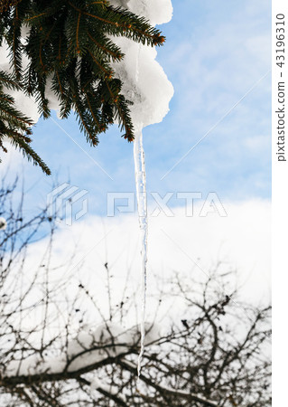 icicle from melting snow on branch of spruce icicle from melting snow on branch of spruce 43196310