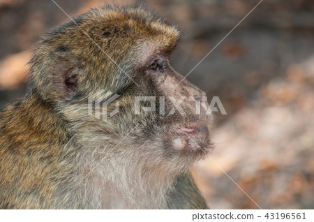portrait of old macaque in the forest 43196561