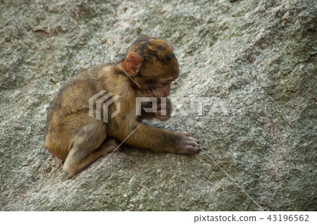 young expressive macaque on rock in the forest young expressive macaque on rock in the forest 43196562