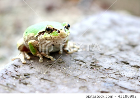 Tree frog Tree frog 43196992