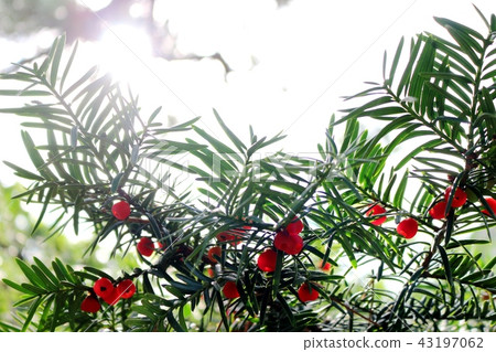 Onko Yuchi Araragi日本紅豆杉 43197062