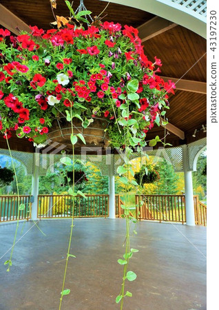 Banff landscape Banff landscape 43197230