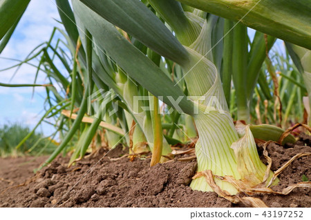 Sapporo yellow (onion) 43197252